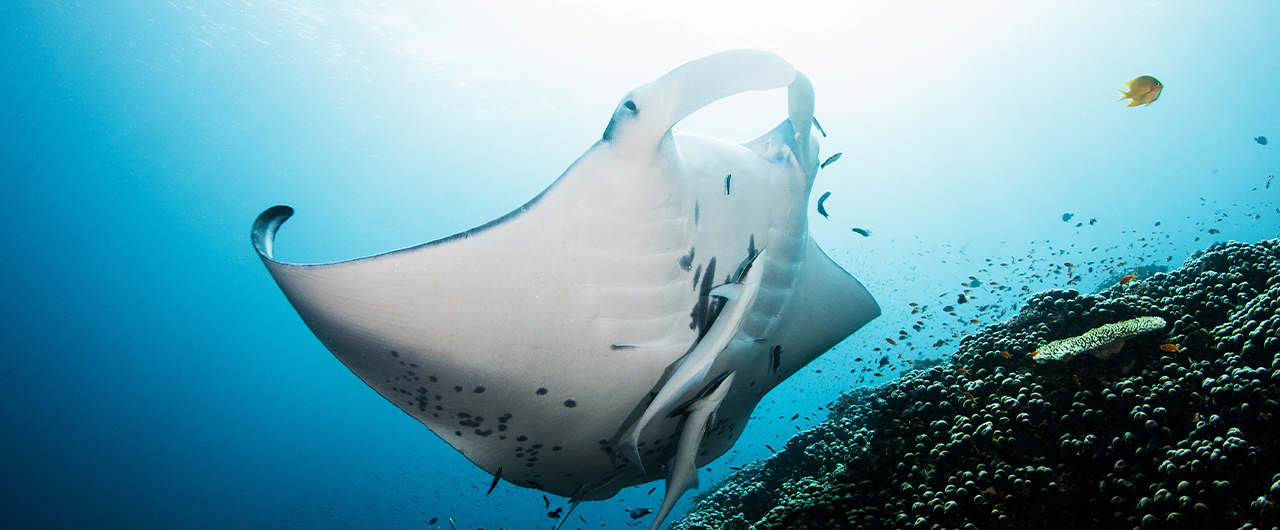 Explore Fiji's Incredible Snorkelling