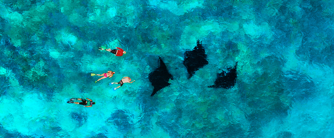 Swimming with Manta Rays, a Fiji adventure