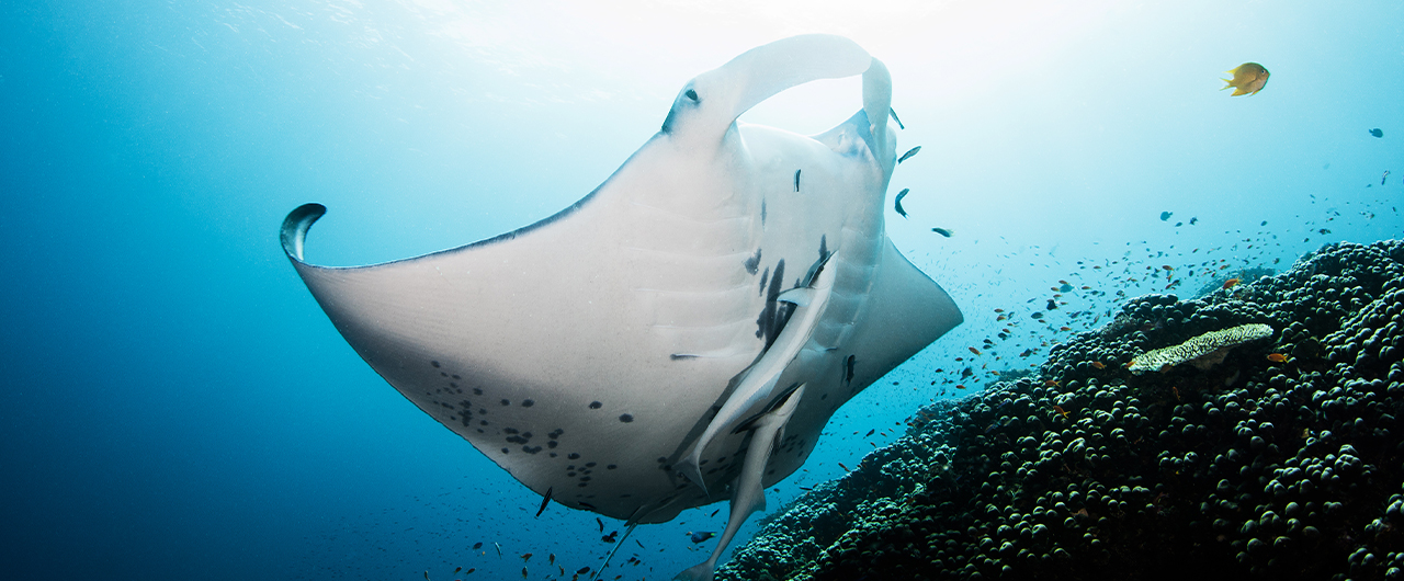 The Manta Project