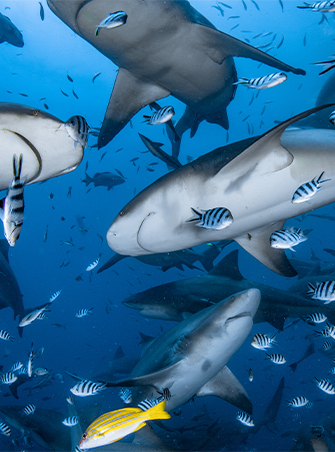 Diving With Sharks in Fiji's First National Marine Park