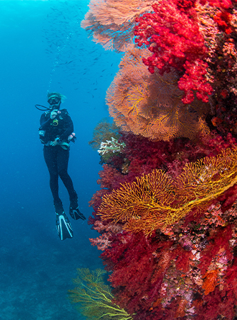 Exploring Kavadu's Great Astrolabe Reef
