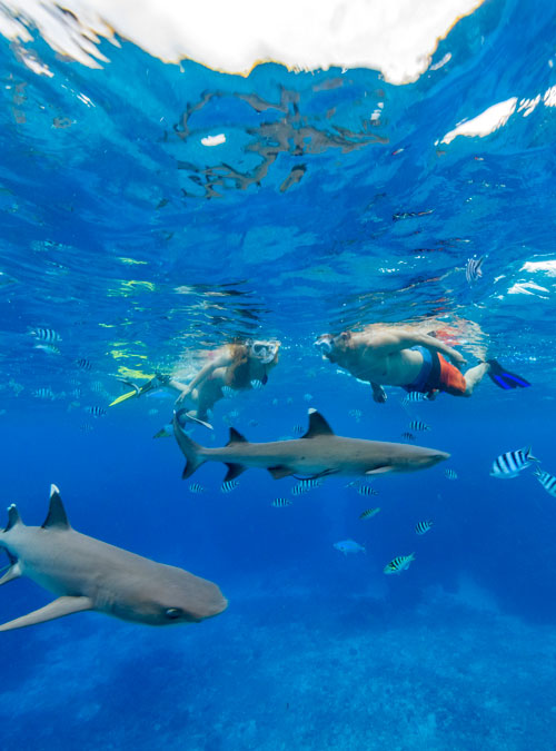 Snorkel with Reef Sharks in Fiji