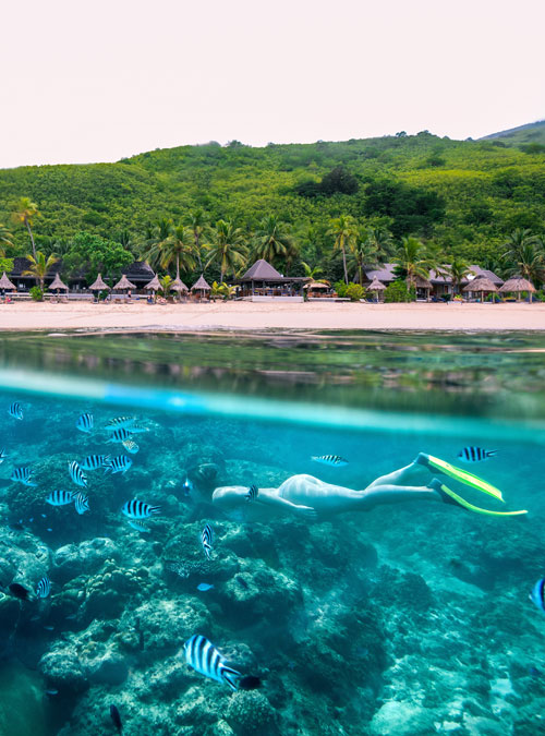 Snorkel with Fascinating Fiji Reef Creatures