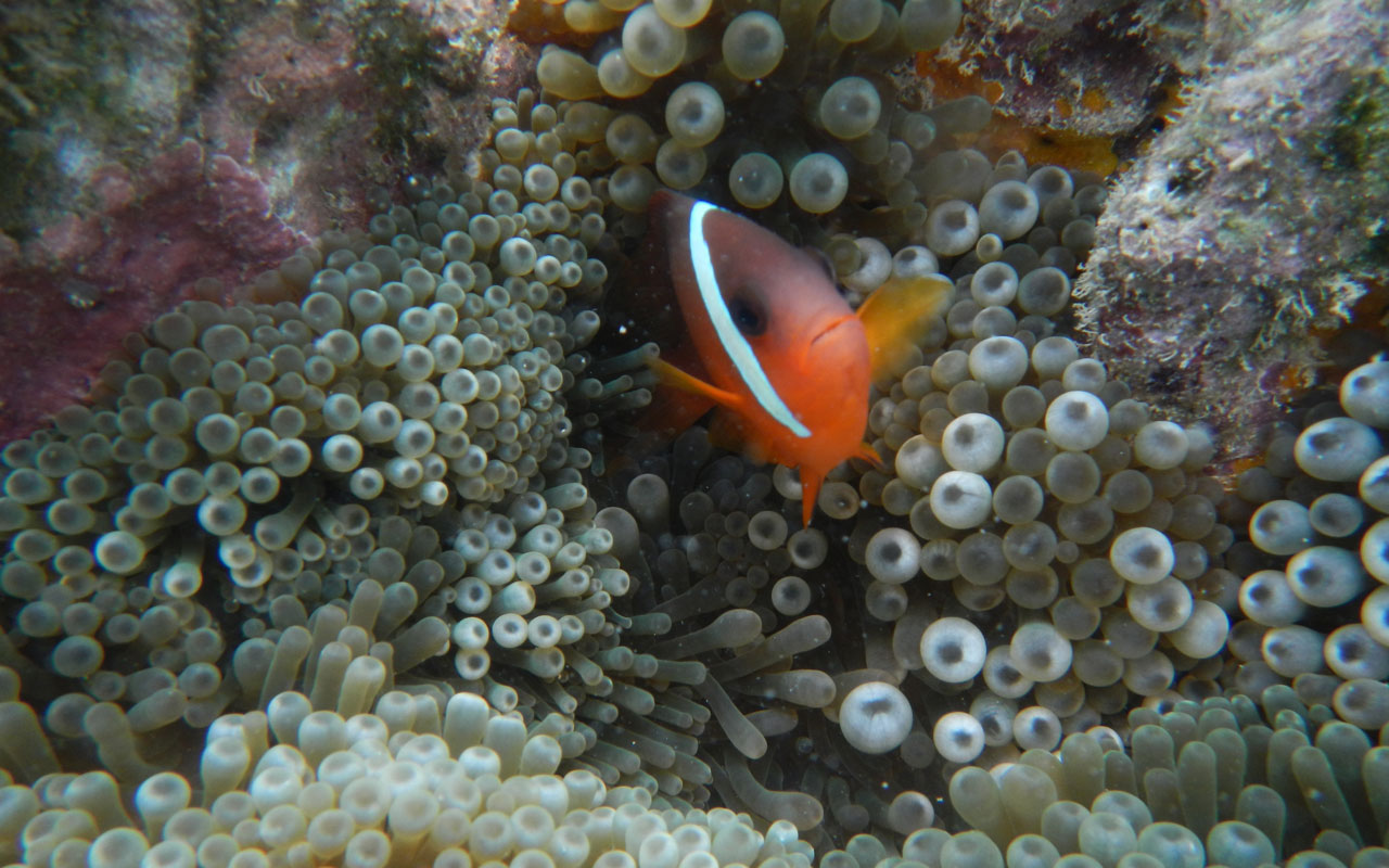 Clown Fish in Fiji