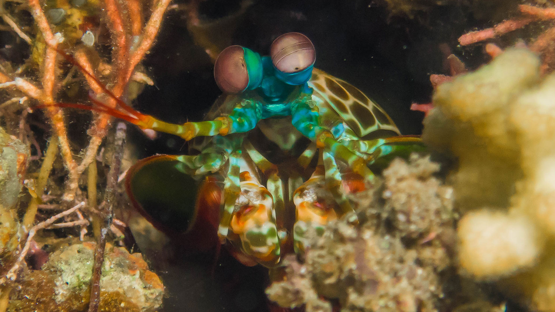 Natewa Bay Mantis Shrimp