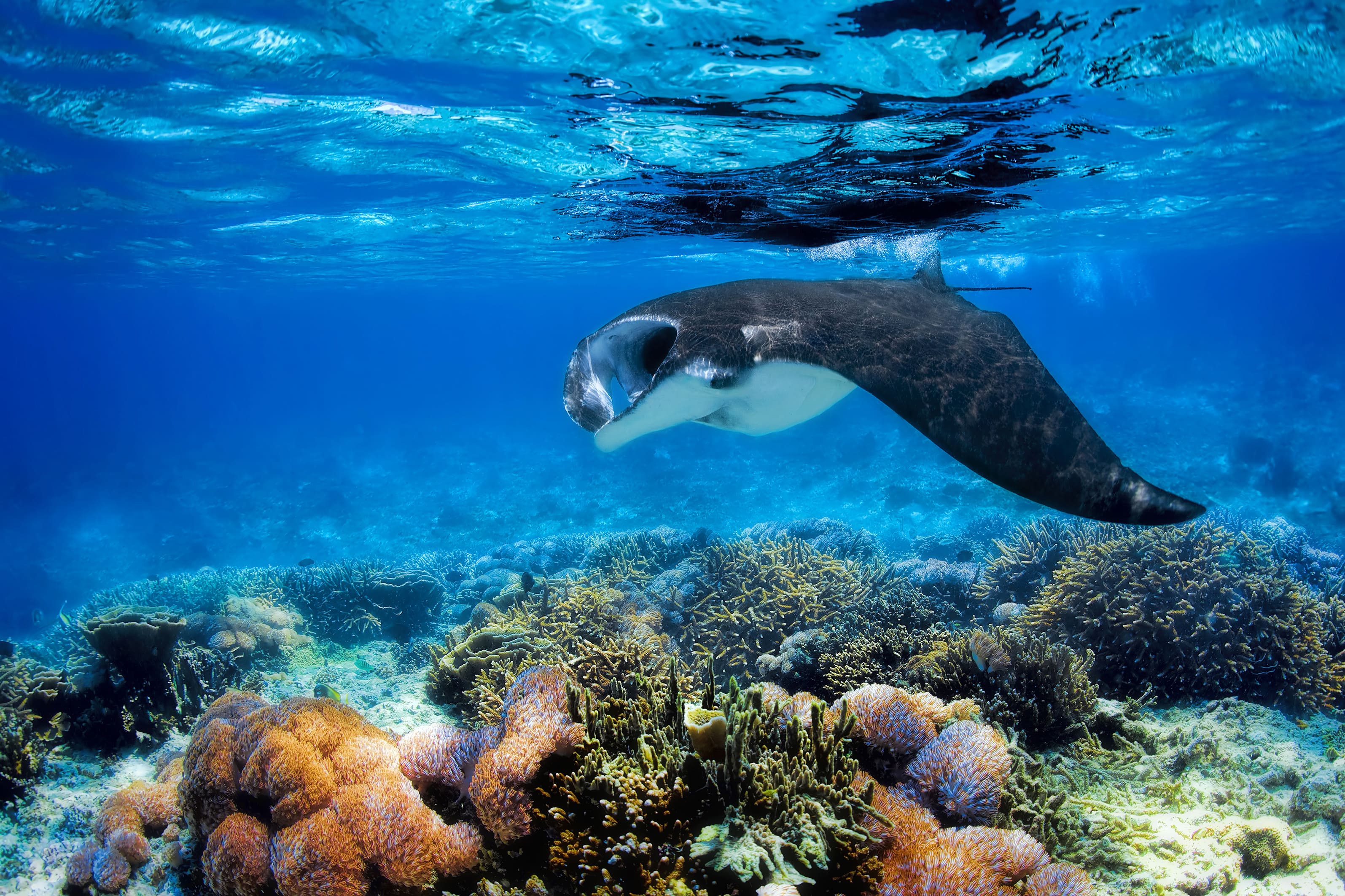 Fiji Snorkelling with Manta Rays