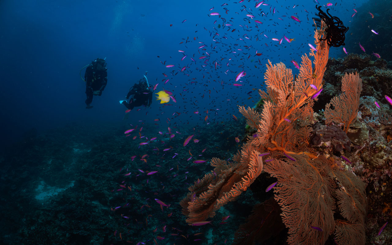 Diving Reefs in Fiji