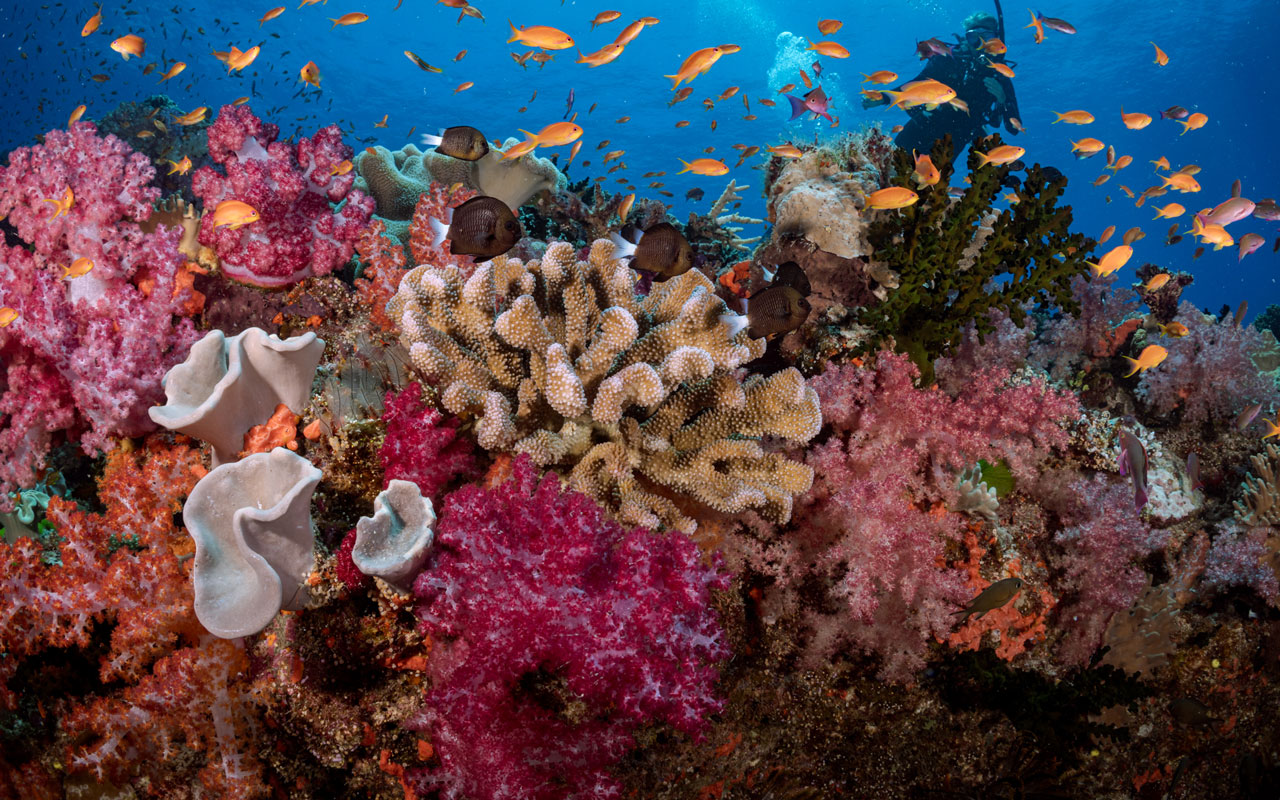 Fiji Soft Corals