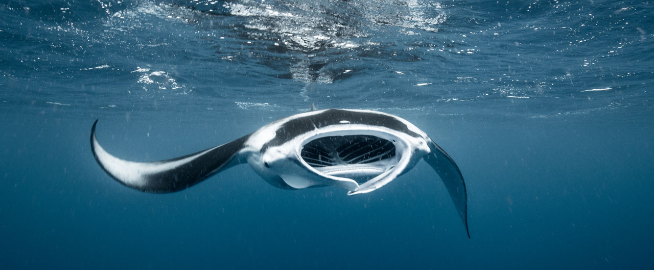 The Manta Project