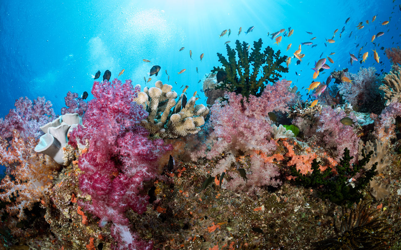 Fiji Underwater